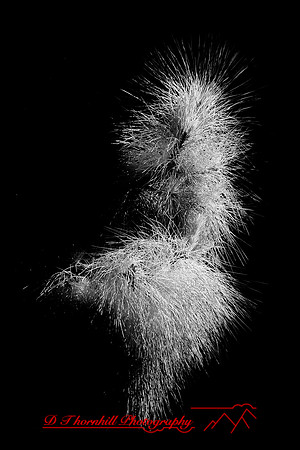 florida-2009-nature-infrared_09.jpg