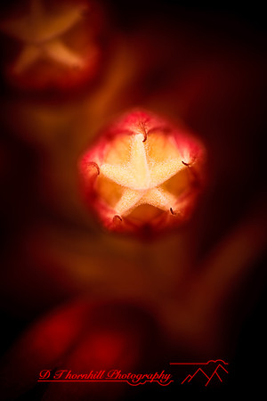 florida-flowers-2011-45-nik
