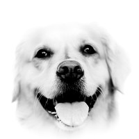 bird-puppys-and-people-2013-05-nas