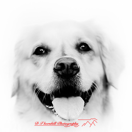 bird-puppys-and-people-2013-05-nas