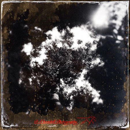 florida-2014-iphone-flowers-034