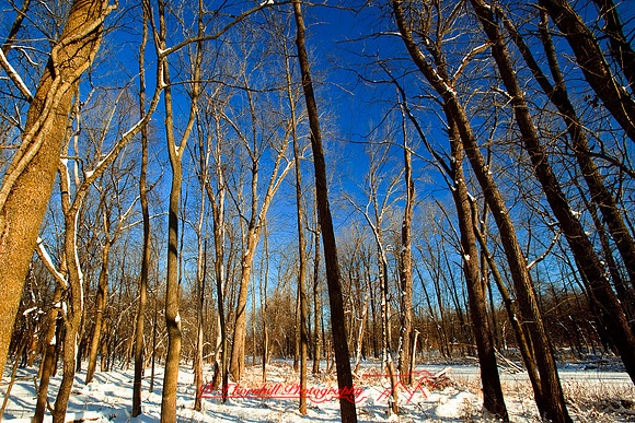 shiawassee_january-2010_07.jpg