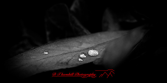 flowers - 2022 - 005