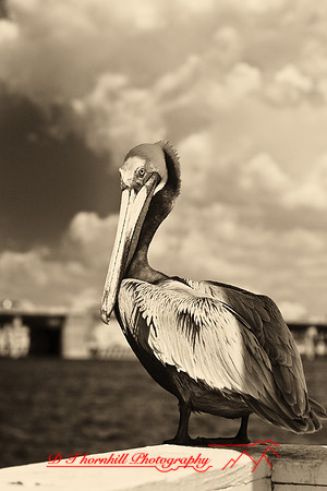 florida-2009-wildlife-infrared_04-nik.jpg