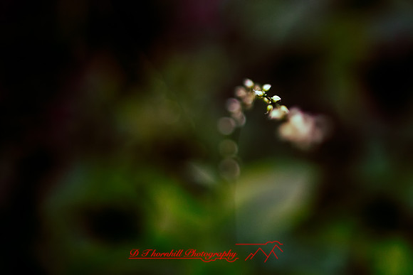 shiawassee-aug-2012-28-nas