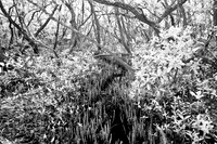 florida-2008-nature-infrared_11.jpg