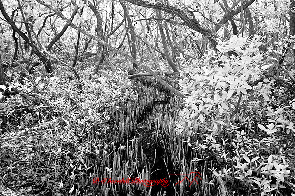 florida-2008-nature-infrared_11.jpg