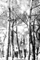 florida-2008-nature-infrared_05.jpg