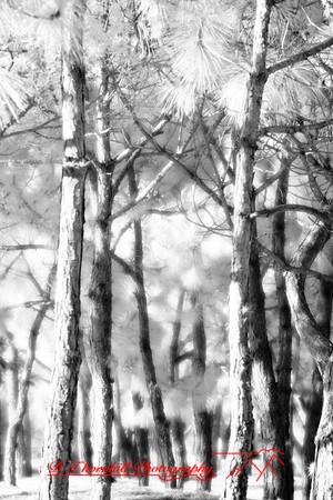 florida-2008-nature-infrared_05.jpg