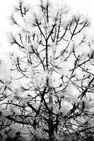 florida-2008-nature-infrared_01.jpg