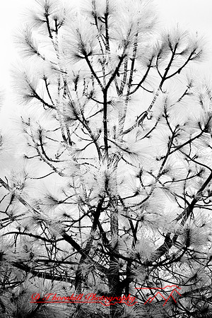 florida-2008-nature-infrared_01.jpg