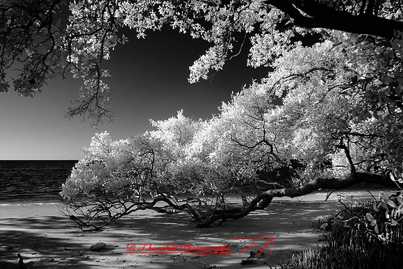 florida-2010-infrared-nature_21