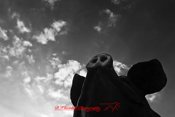 dow-gardens-infrared-2011-27