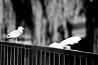 bay_city_images_2007-31