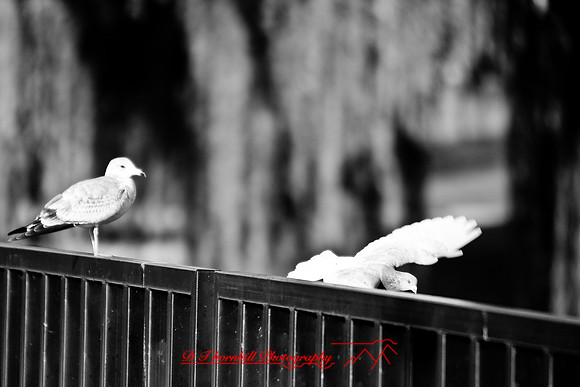 bay_city_images_2007-31