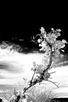 florida-2008-nature-infrared_15-nik.jpg