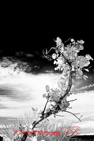 florida-2008-nature-infrared_15-nik.jpg