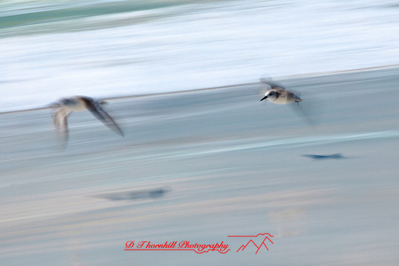 florida-2010-wildlife_07
