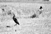 florida-2008-wildlife-infrared_19.jpg