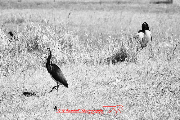 florida-2008-wildlife-infrared_19.jpg