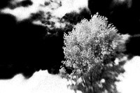 infrared-2009-nature_06-nik.jpg