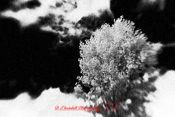 infrared-2009-nature_06-nik.jpg