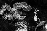 dow-gardens-infrared-2011-10