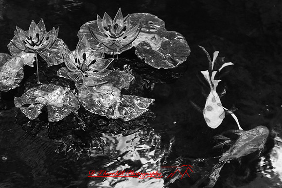 dow-gardens-infrared-2011-10