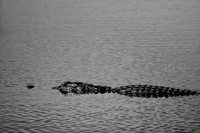 florida-2008-wildlife-infrared_08.jpg