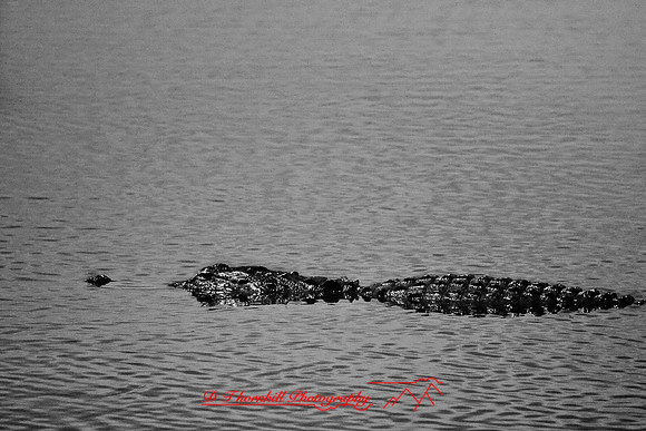 florida-2008-wildlife-infrared_08.jpg