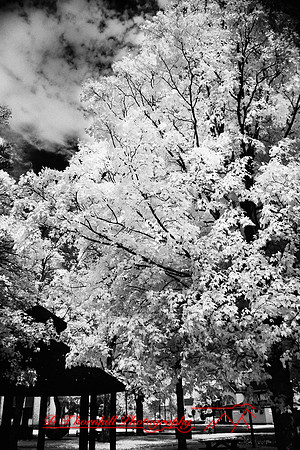 infrared-2010-random_042-nik