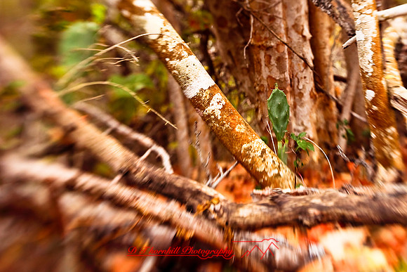 florida-2009-nature_15.jpg