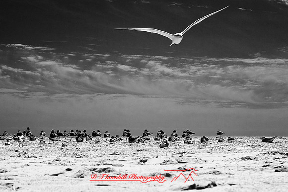 florida-2010-infrared-wildlife_02