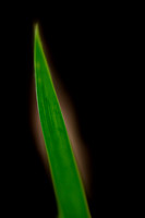 shiawasse_may-2008_22.jpg