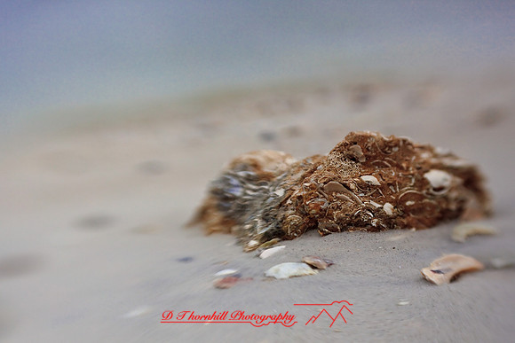 florida-2009-nature_13.jpg