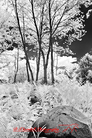 infrared-2008_089
