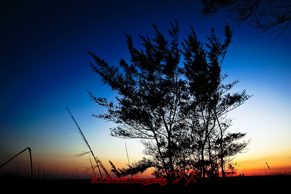 florida-2009-nature_01.jpg