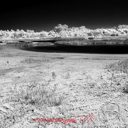 florida-2014-infrared-005
