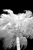 florida-2008-nature-infrared_08.jpg