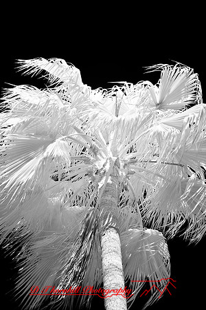 florida-2008-nature-infrared_08.jpg