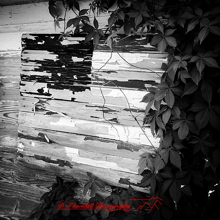 iPhones-2014-080