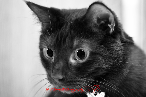 infrared-2009-pets_02.jpg