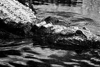 florida-2008-wildlife-infrared_18.jpg