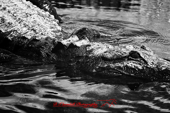 florida-2008-wildlife-infrared_18.jpg