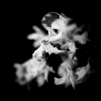 flowers - 2022 - 003
