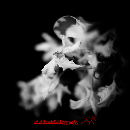 flowers - 2022 - 003