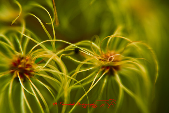 shiawassee-oct-2010_05