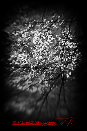 dow-gardens-infrared-2011-21