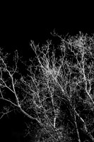 shiawassee_infrared_feb-2008_15