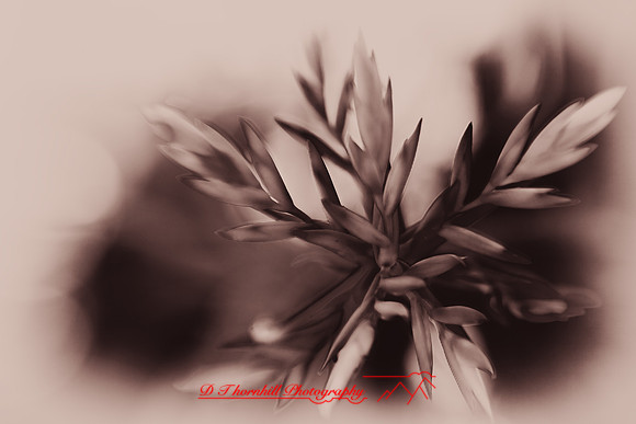 florida-2009-flowers_07-nik.jpg